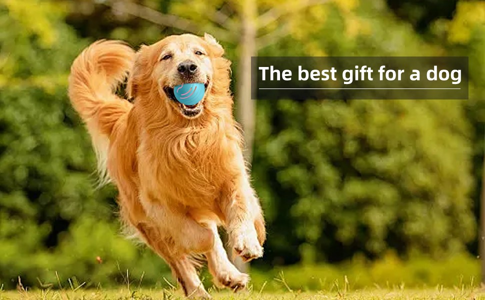 狗狗球_05.jpg 狗狗球_05.jpg